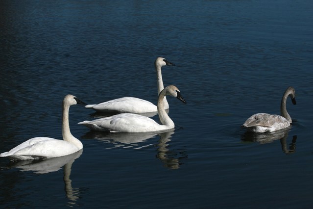 Trumpeter Swans