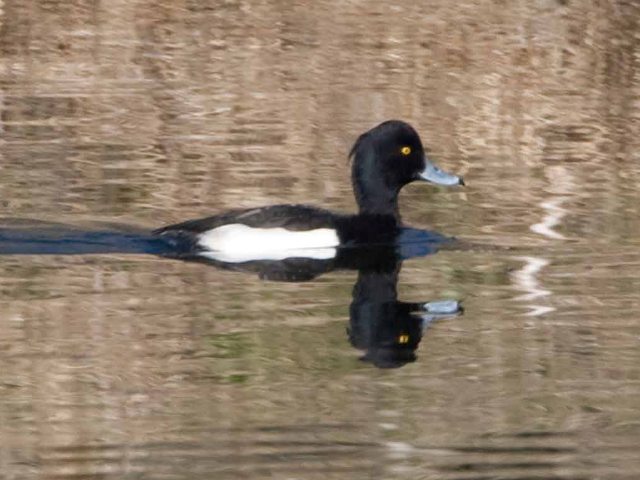 Tufted Duck