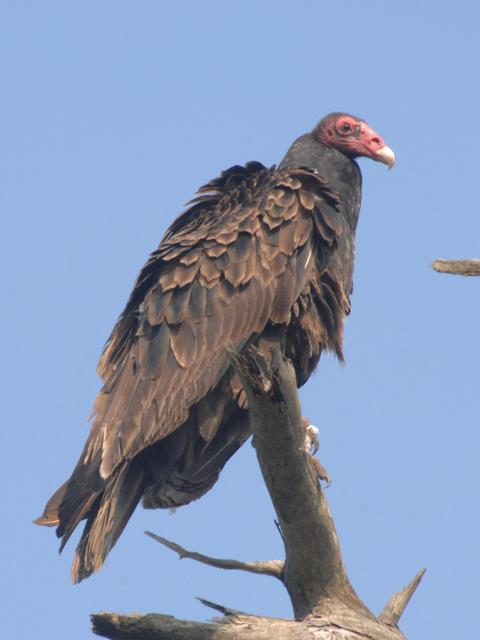 Turkey Vulture