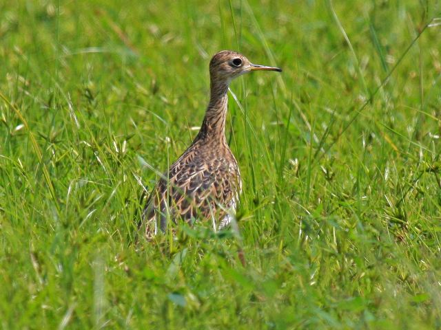 Upland Sandpiper