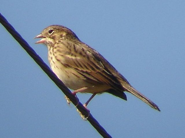 Vesper Sparrow