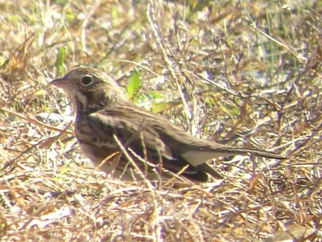 Vesper Sparrow