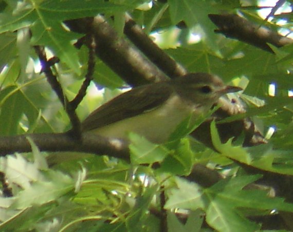 Warbling Vireo