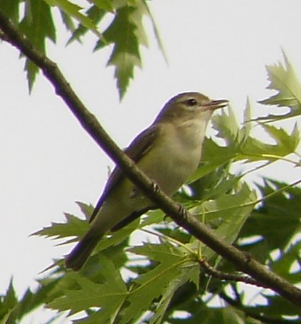 Warbling Vireo