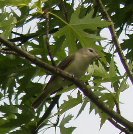Warbling Vireo