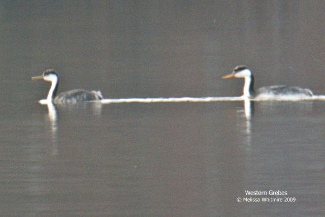 Western Grebes