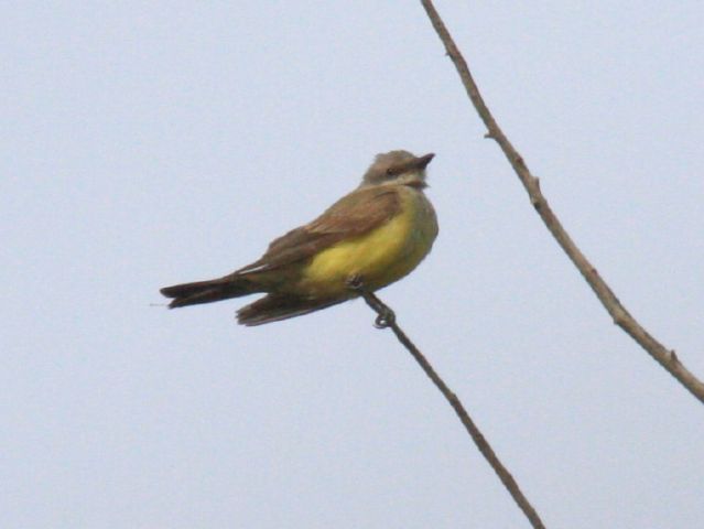 Western Kingbird