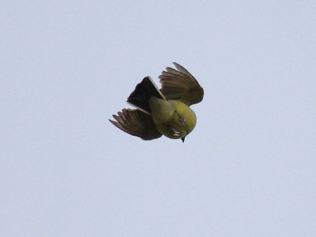 Western Kingbird