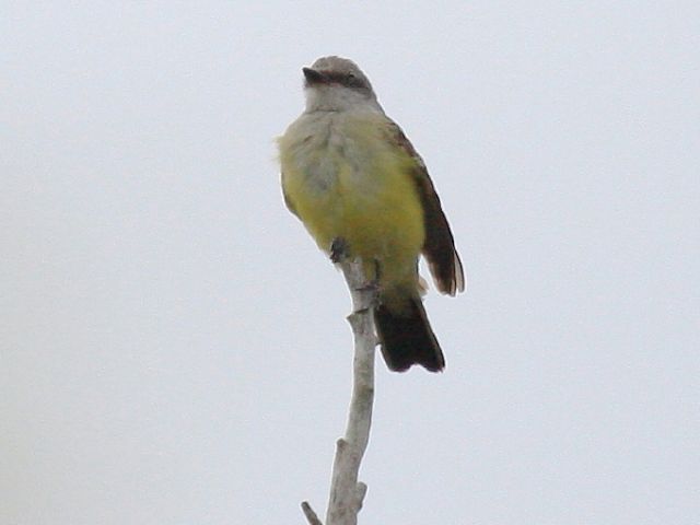 Western Kingbird