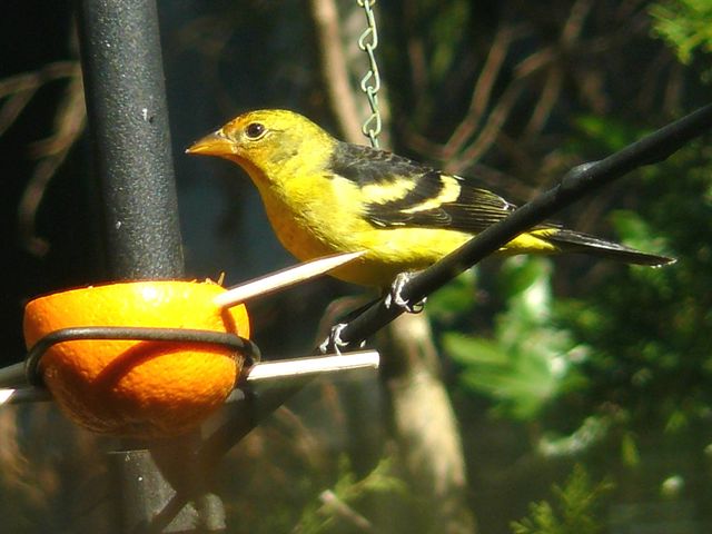 Western Tanager