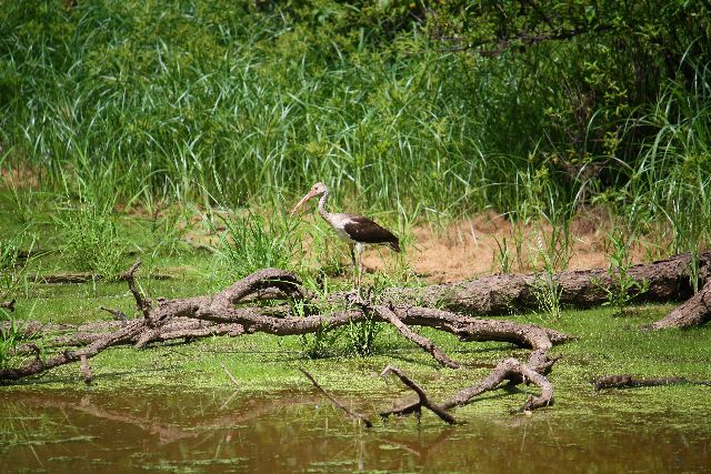 White Ibis