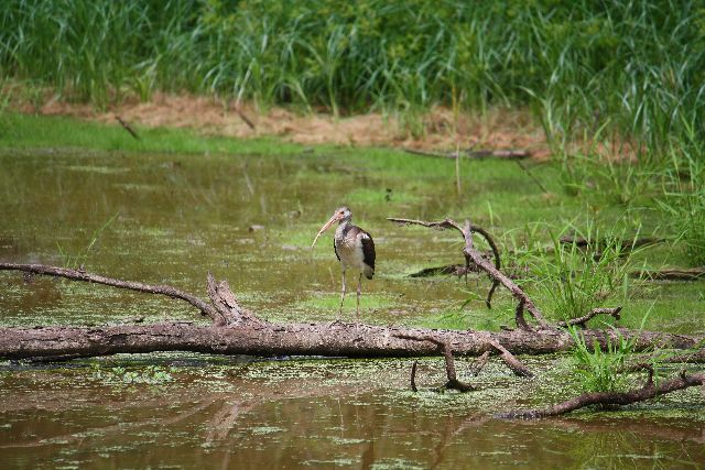 White Ibis