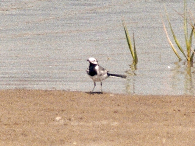 White Wagtail