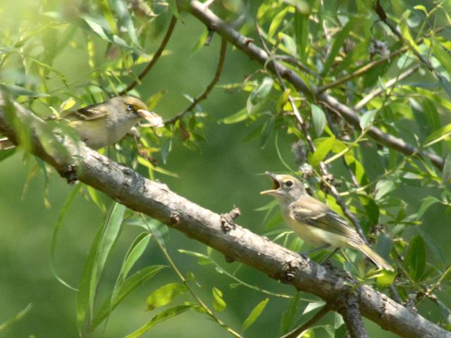 White-eyed Vireos
