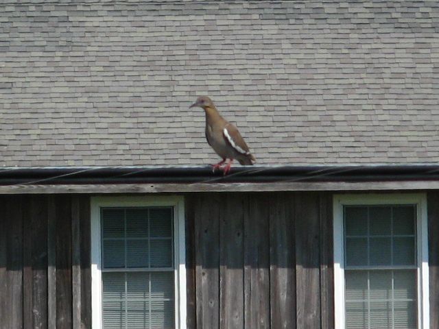 White-winged Dove