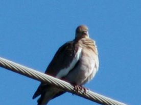 White-winged Dove