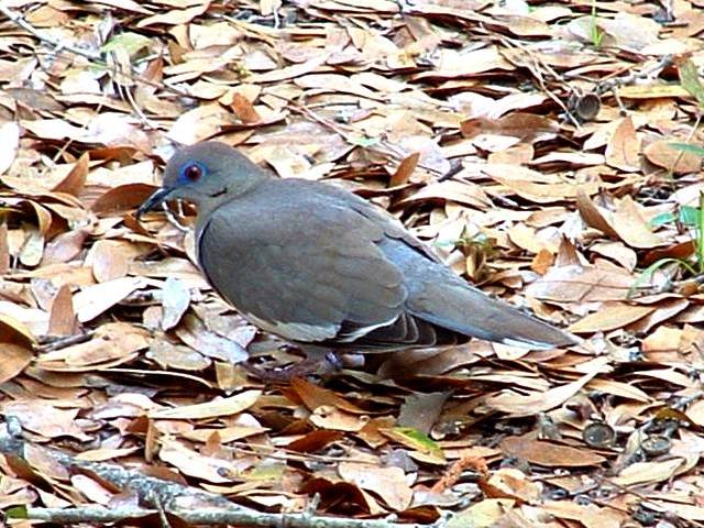 White-winged Dove