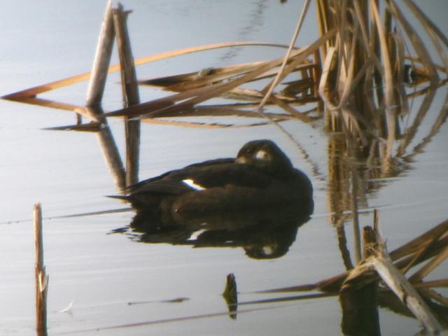 White-winged Scoter