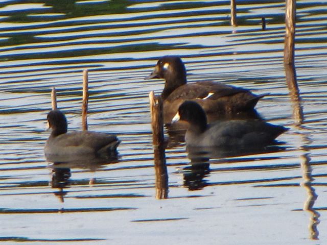 White-winged Scoter