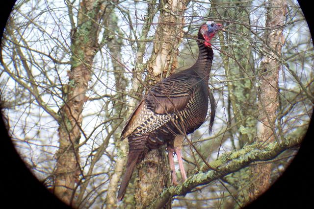 Wild Turkey