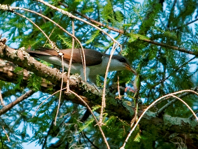 Yellow-billed Cuckoo