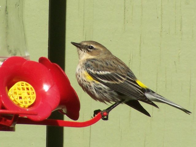 Yellow-rumped Warbler