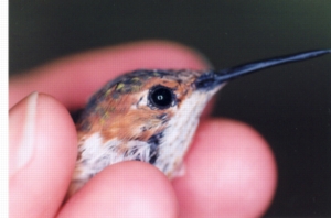 Allen's Hummingbird