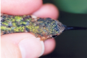 Allen's Hummingbird