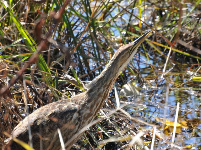 American Bittern