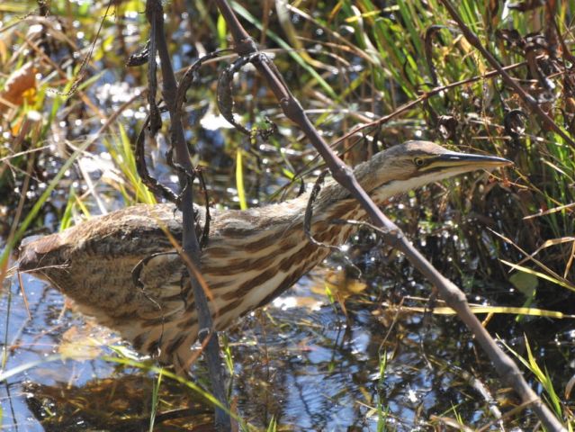 American Bittern