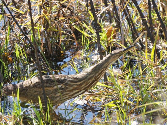 American Bittern