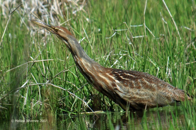 American Bittern