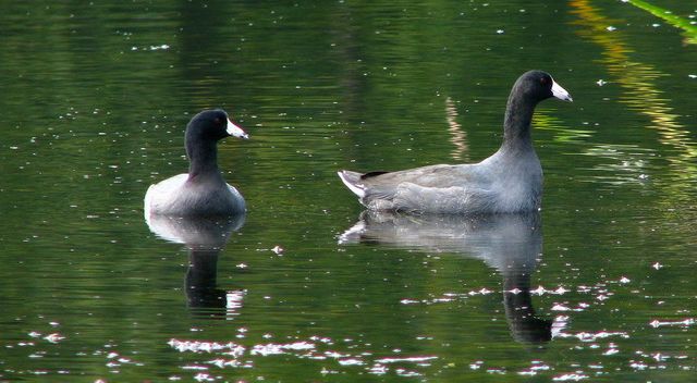 American Coots