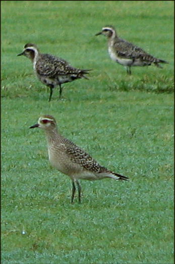 American Golden-Plovers