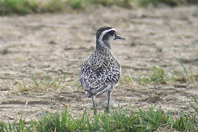 American Golden-Plover
