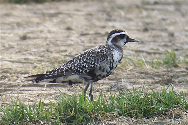 American Golden-Plover