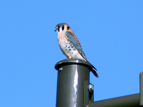 American Kestrel