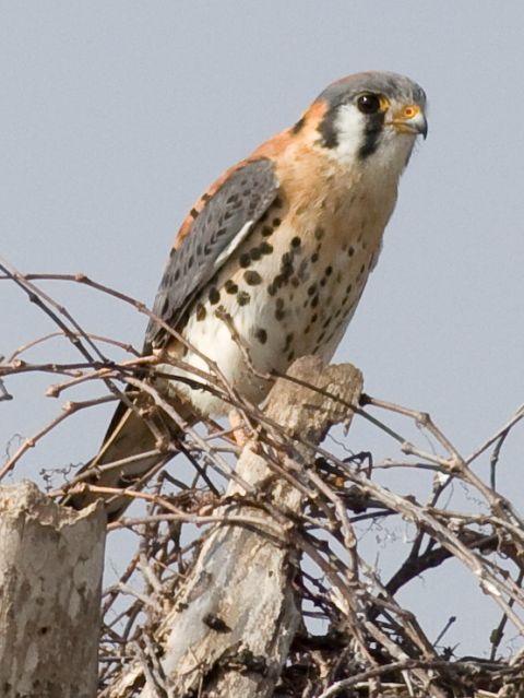 American Kestrel