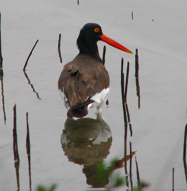 American Oystercatcher