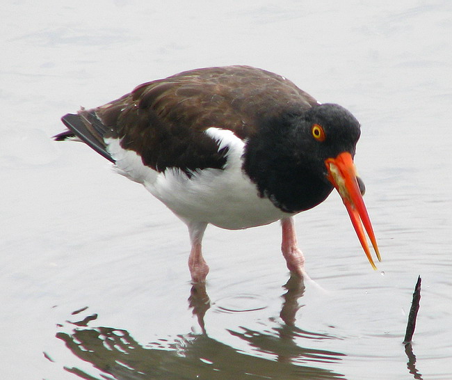 American Oystercatcher