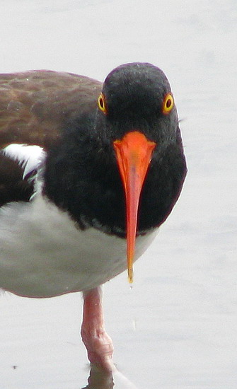 American Oystercatcher