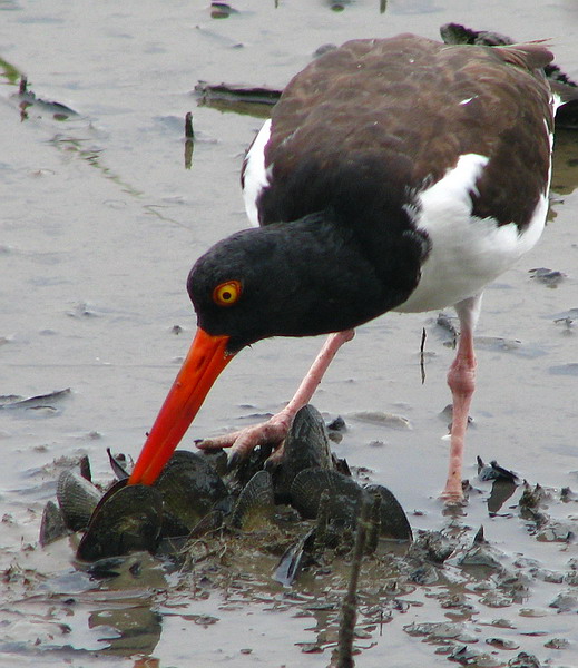 American Oystercatcher