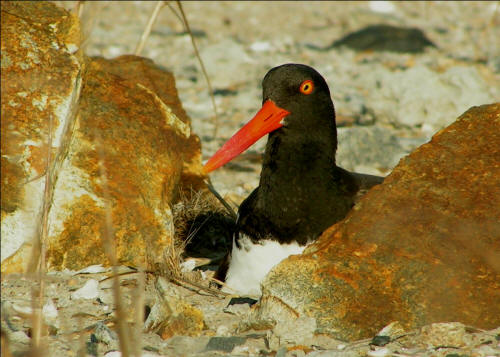 American Oystercatchers