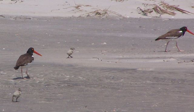 American Oystercatchers