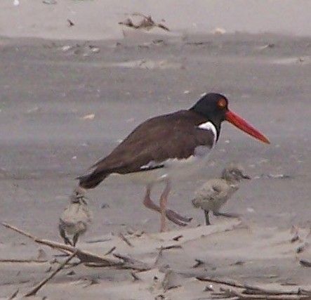 American Oystercatchers