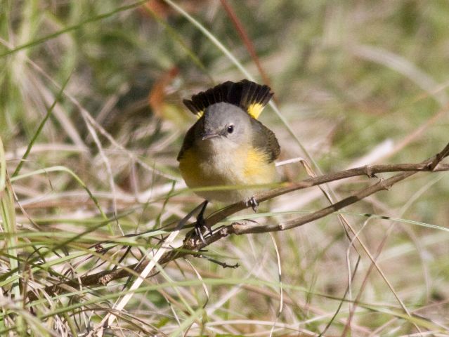 American Redstart