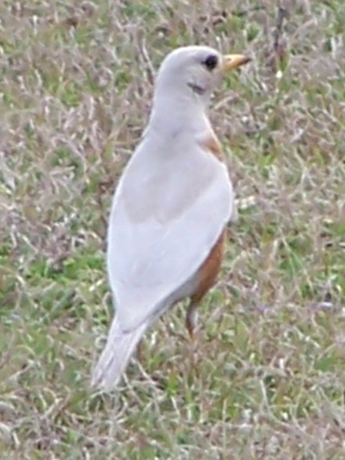 American Robin