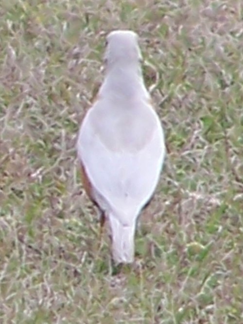 American Robin