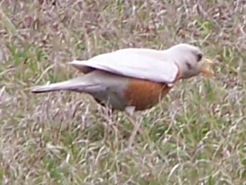 American Robin