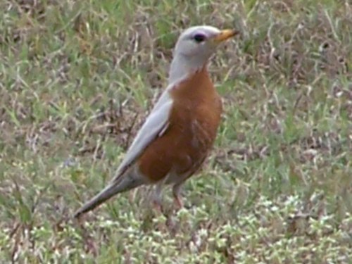 American Robin